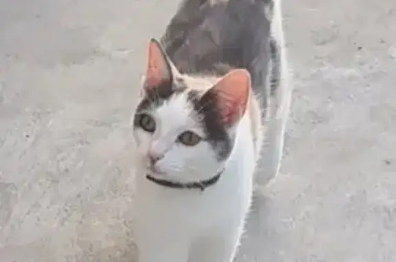 Animaux perdus , photo: Chatte 1 an disparue à Boulay-Moselle