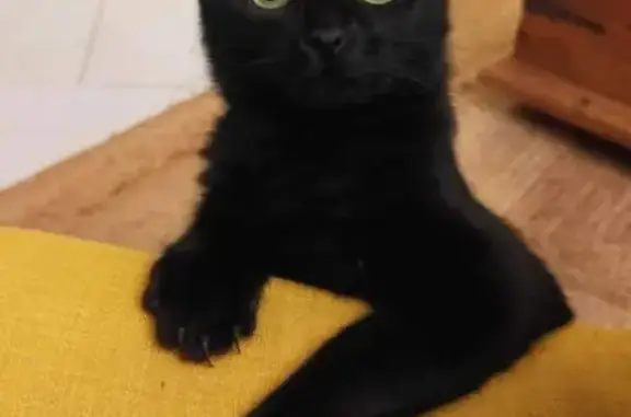 Chatte noire Crevette perdue à Charonville - photo