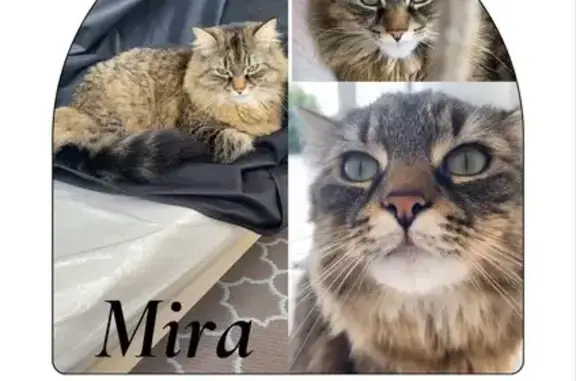 Animaux perdus Mont-Saint-Aignan, photo: Chat perdu à Mont-Saint-Aignan