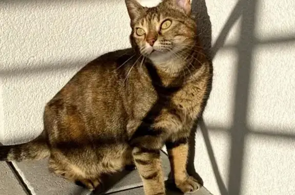 Chat perdu, Le Puy-en-Velay, photo: Chatte tigrée perdue au Puy-en-Velay