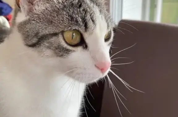 Chat mâle 5 ans perdu à Fillinges - photo