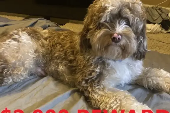 Help Find Ozzy: Missing Cockerpoo!