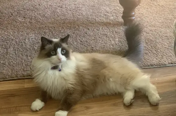 Missing Ragdoll Cat: Blue Eyes, Purple Collar