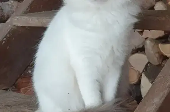 Animaux perdus Bourbonne-les-Bains, photo: CHAT PERDU À BOURBONNE-LES-BAINS