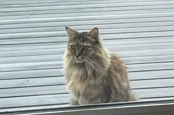 Chat Perdu à Étables-sur-Mer - photo
