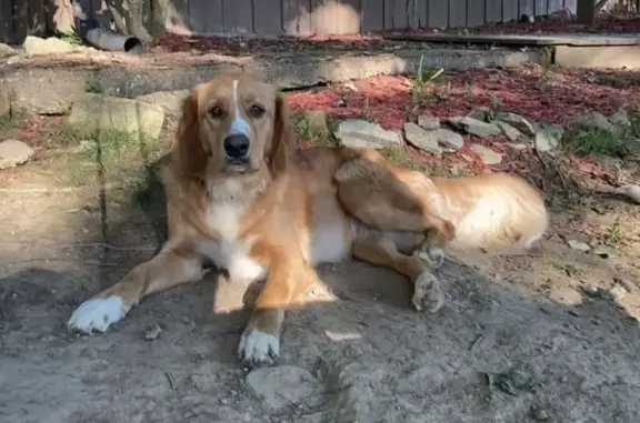 Missing: Partially Blind Golden Retriever