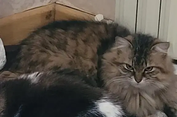 Animaux perdus Monteils, photo: Chat marron tigré disparu à Monteils