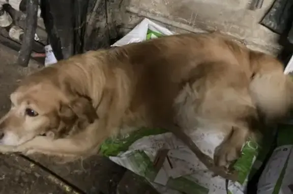 Chienne croisée trouvée à Ciral - photo