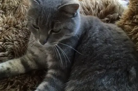 Chat trouvé avec collier anti-puces à Camlez - photo