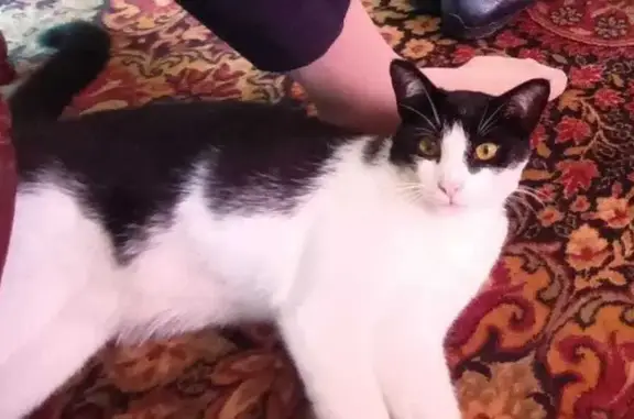 Animaux perdus Domessin, photo: Chat perdu : mâle blanc/noir, Domessin
