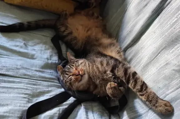 Chat mal castré trouvé à Saint-Juéry - photo
