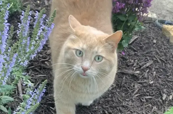 Help Find Missing Tabby in Union Hill!