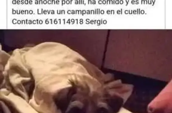 Perro pequeño hallado en Los M...