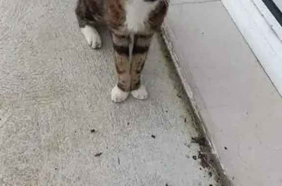 Chat trouvé Semussac, photo: Chatte écaille trouvée à Semussac