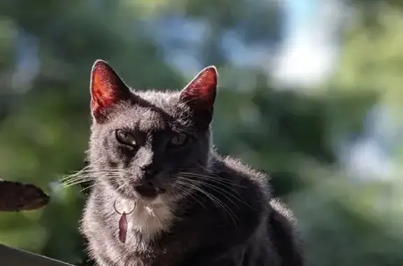 Missing Gray Cat: Last Seen Fowler Dr.