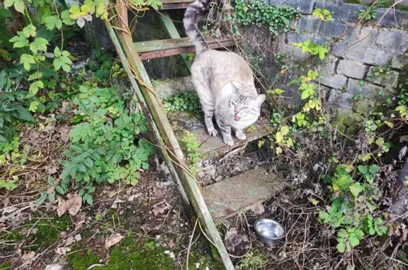 Animaux trouvés Brionne, photo: Chat trouvé avec collier bleu à Brionne