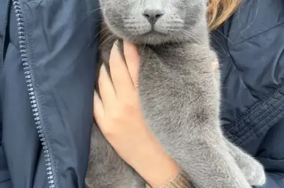 Jeune Chartreux trouvé à Lille - photo