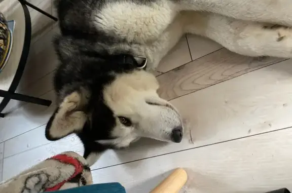 Chien Youski 2 ans trouvé à Montgé-en-Goële - photo