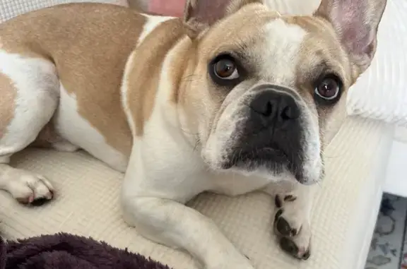 Lost French Bulldog Near Save-A-Lot