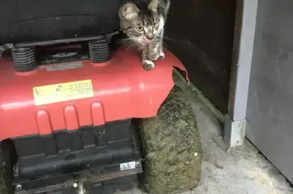 Animaux trouvés Châteauroux, photo: Jeune chatte tachetée trouvée à Châteauroux