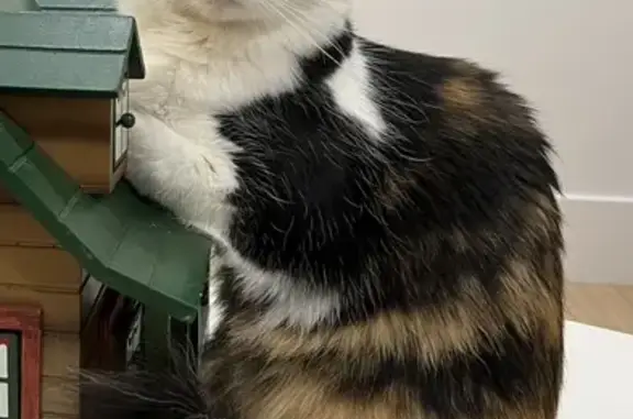 Help Find Mazie: Lost Calico in Phoenix