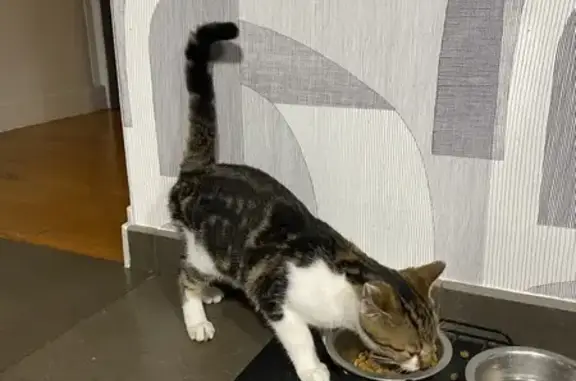 Chat trouvé , photo: Chaton trouvé à Lavaur, très affectueux