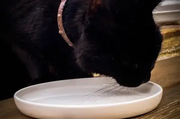 Chat noir avec collier trouvé à Albi - photo