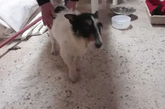 Chien trouvé , photo: Fox terrier femelle trouvée à Montiers
