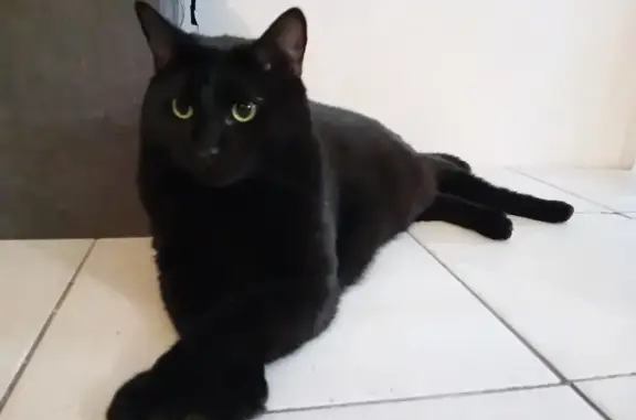 Animaux perdus , photo: Chat perdu noir, dodu, craintif Moret-Loing