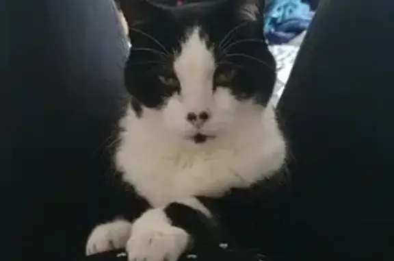 Animaux perdus Dourdan, photo: Chat noir et blanc sourd perdu à Dourdan