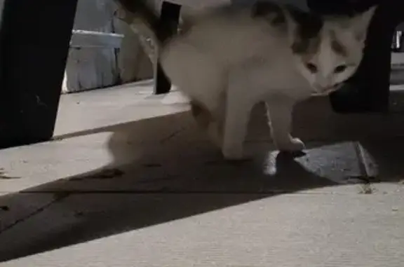 Chat trouvé à Saint-Vincent-Bragny - photo