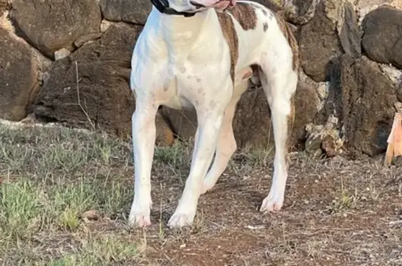 Lost Pitbull Mix: White/Brindle, Waialua