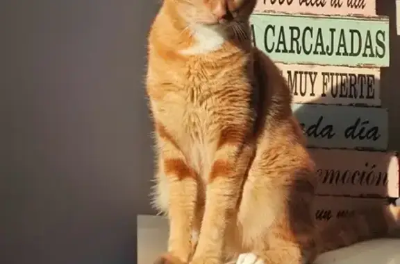 ¡Gato Perdido en Barcelona! Tyger, 2 Años