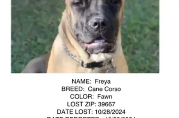 Missing Cane Corsos: Freya & Savage