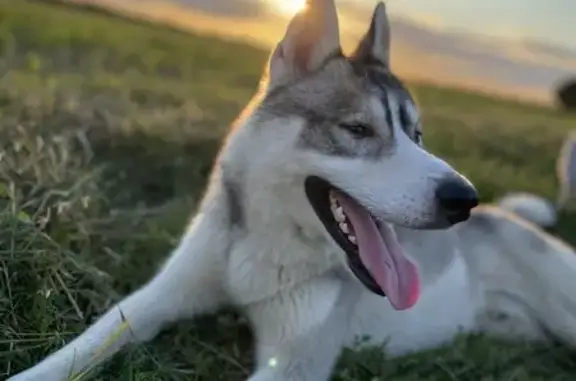 Chien perdu , photo : Chien gris sociable perdu à Ferrières