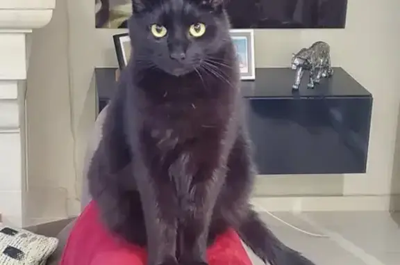 Animaux perdus Ozoir-la-Ferrière, photo: Perle, chat noir perdu à Ozoir-la-Ferrière