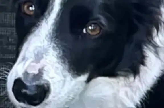 Animaux trouvés Le Porge, photo: Jeune Border Collie peureux trouvé au Porge