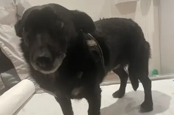 Chien noir trouvé entre Queige et Albertville - photo