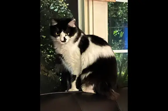 Lost Black & White Cat in Rosemead