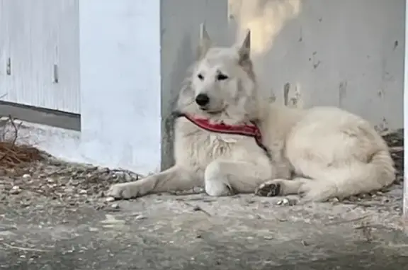 Chien trouvé La Teste-de-Buch, photo: Berger suisse blanc trouvé à La Teste-de-Buch