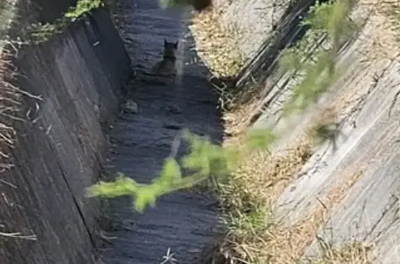 Perro Extraviado en Parque Lin...