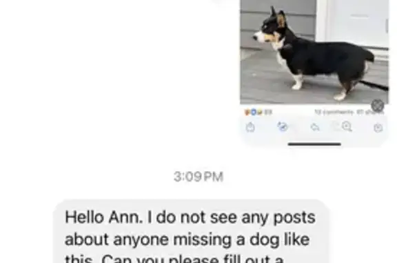 Found: Sweet Black Corgi in Clara City