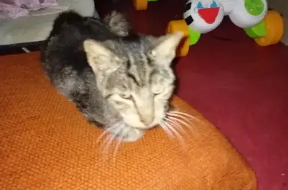 Chat maigre trouvé à Trédias, câlin et docile - photo