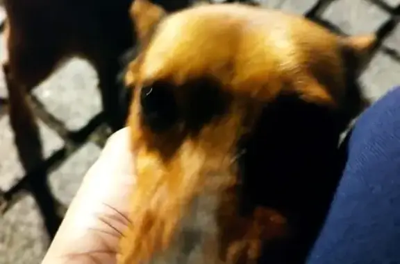 Chien trouvé Auneau-Bleury-Saint-Symphorien, photo: Pinscher marron maigre trouvé à Auneau