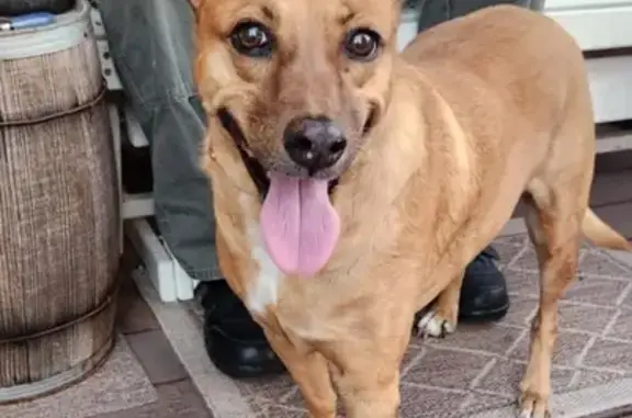 Found Tan Dog: White Paws, Lexington Blvd