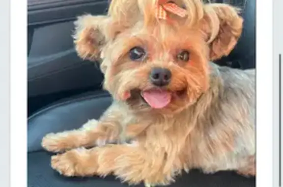 Lost Yorkshire Terrier on West Roscoe