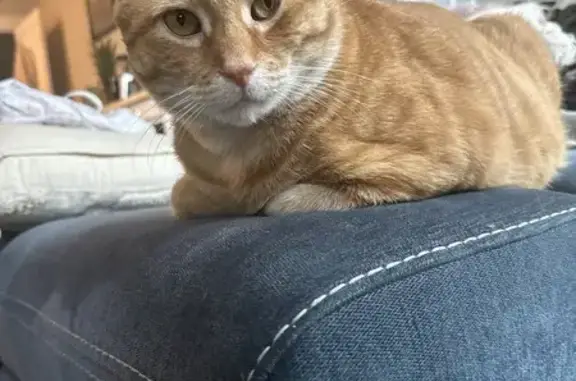 Lost Orange Cat: Market St, Middletown