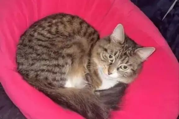 Missing Cat: Help Find Daisy in Somerdale