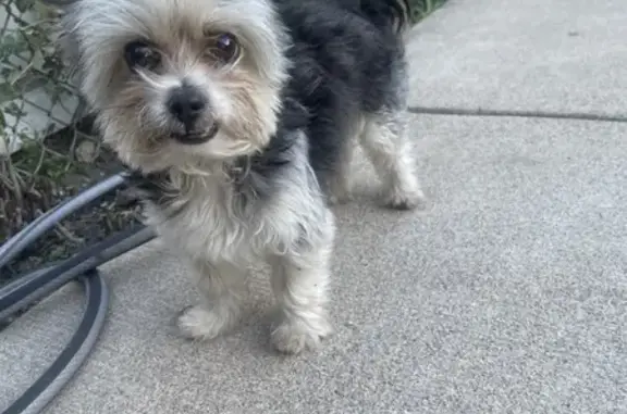 Found Older Male Dog on S. Lawndale Ave