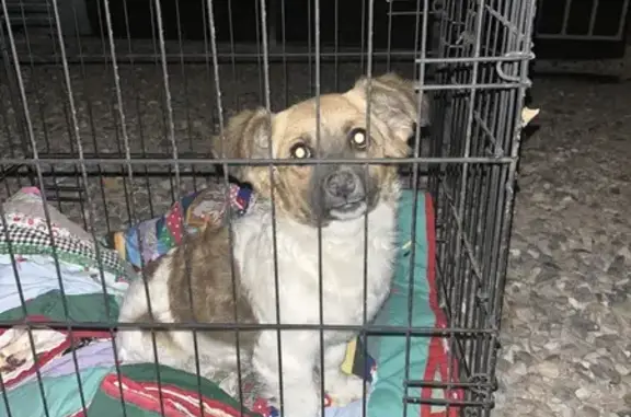 Found: Elderly Light Brown & White Dog